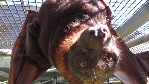 It's that time of the year again when Little Red flying-foxes start giving birth. Reds mate and give birth six months out of sync to Black and Grey-headed flying-foxes and they generally winter and give birth in Far North Queensland. As summer visitors to our region, we inevitably get Reds into care mostly off barbed wire fences and I currently have a couple of girls who are rapidly approaching motherhood. Those born in care will be mother raised before being released back to the wild around Nov