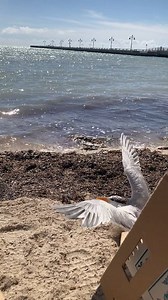 4.2K views · 337 reactions | This Royal Tern was rescued, rehabilitated, and released today after treatment was completed at Key West Wildlife Center. www.keywestwildlifecenter.org | Key West Wildlife Center | Facebook