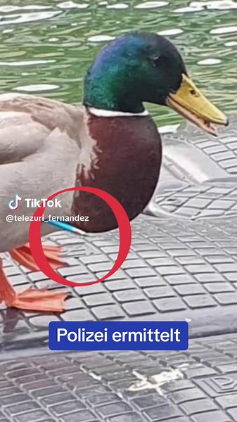 Zuger Polizei sucht Hinweise zu blauer Pfeil-Attacke