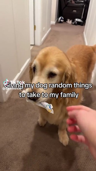Funny Dog Reactions to Random Items