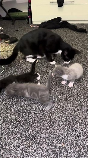 3 week old kittens progress update 🐱 #kitten #kittens #kittensofinstagram #cats