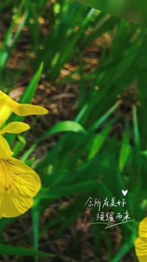 很喜欢现在普通又简单的生活 #绿树街道 #阳光草坪树 #小野花 #风很轻树很绿