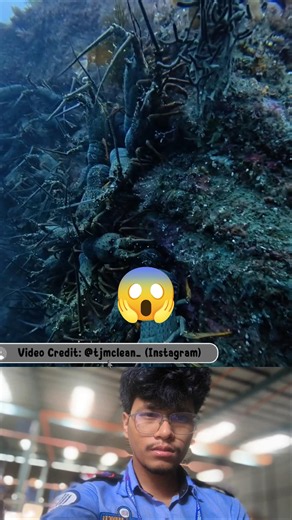 🤤my favourite seafood lobster catching video 🤤 #fishing #viral #sgort