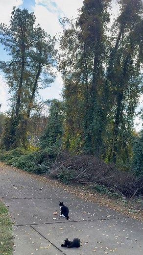 6 comments | Falling leaves are representing the seasonal change and natural process of autumn/ fall season. It’s quite an expectacular view to watch all the different colors of leaves coming down. #FollowAndSubscribe #welcomenewfollowers #fall #autumn #falling leaves | Leticia Marinas-Jones | Facebook