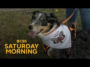 How sniffing dogs are helping get rid of spotted lanternflies