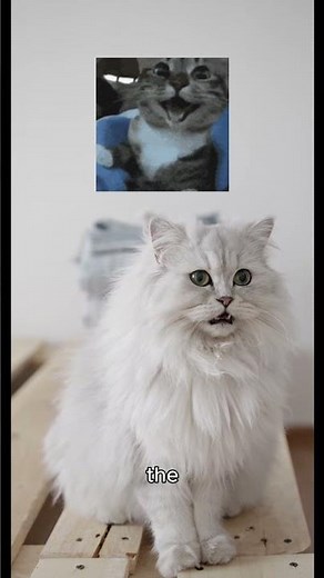 Allergy-Free Cats Are Real! (Science Win) #goodnewsnow