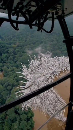 Unusual Forces Move in the Amazon—Never Seen Before! 🌪️🌳 #AmazonMystery #UnusualAmazon #RainforestAlert #NatureChange #EnvironmentalMystery #Amazon2025 #PlanetSOS #NeverSeenBefore #TippingPoint #WildNature | Nature.love