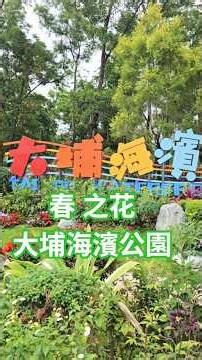 # 春之花#櫻花#大埔海濱公園#spring flower#郊遊#旅遊#Hong Kong