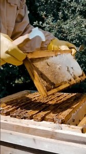 How To Start Beekeeping - Learn | Grow | Harvest