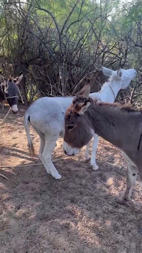 Two Donkeys Showing Love to Each Other in Nature 🫏💚 | Beautiful Animal Bond
