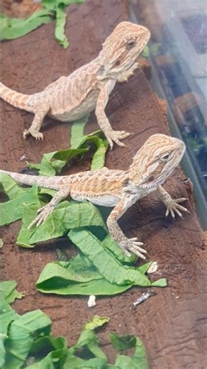 Beautiful creatures but not for played 🦎