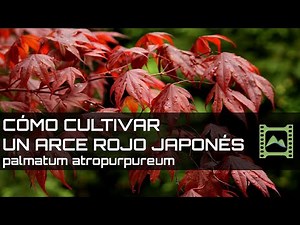 How to Grow a Japanese Maple: Palmatum atropurpureum | LdN