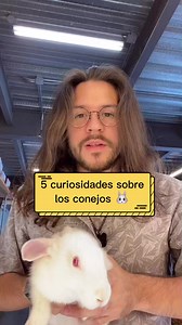 Curiosidades sobre Pana Rabbit!🐰 #reels #conejo #animales #Veterinaria | Chemanimals