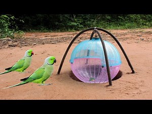 New Creative DIY Bird Trap // Amazing Quick Parrot Trap