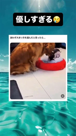 感動だね。 #shorts #面白集 #おもしろ #犬 #ねこ