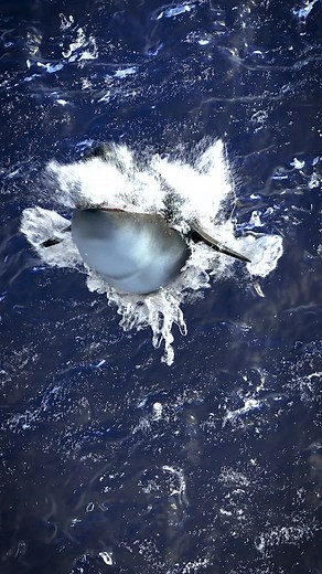 The Fascinating Process of Whale Decomposition Explained