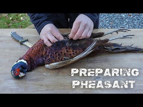 How to Field Dress a Pheasant (easy Tutorial for beginners!)