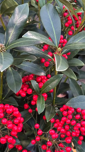 2.2K views · 57 reactions | Dress your garden with real red berries and festive evergreens. | Silverbirch Garden Centre | Facebook