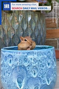 This chipmunk playing peek-a-boo while eating peanuts is too cute 🐿🥜❤️ Via Shutterstock | Daily Mail Video