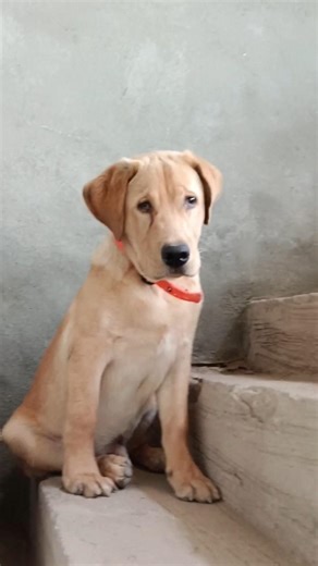 cute labra dog 💸 shorts