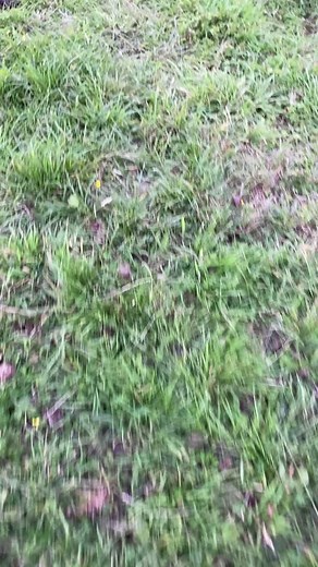 Amazing Horse Breeding Process Revealed | Equestrian Stud Insights