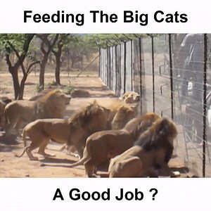 3.5M views · 16K reactions | Would you like to try this job? | Wild Animals TV | Facebook