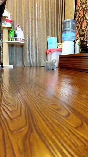 Whose little cute?🥰🥰#cat #cutecat #catlover #catsoftiktok #kitten #foryoupage #foryou #fyp