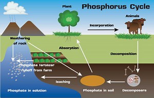 Phosphorus: The 1% element vital for life
