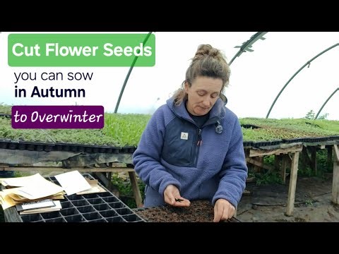 Cut flower seeds you can sow in Autumn to overwinter.