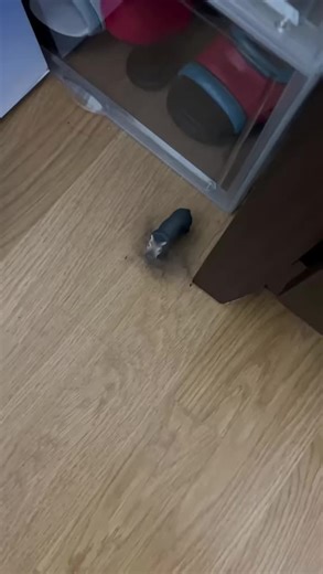 Bath Day for the House Hippo: Fun Routine