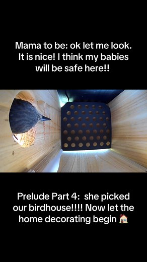 Bluebird Mom Chooses Our Birdhouse! 🏠🐦💙