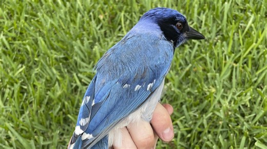2 birds from different habitats result in new hybrid of jay species