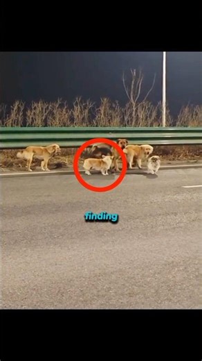 This smart corgi lead his friends to home.🐾 #shorts