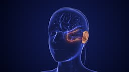 The auditory pathway conveys the special sense of hearing....