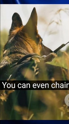 10 INSANE Tricks to Teach Your German Shepherd