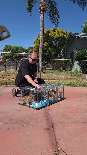 Understanding Feral Cat Freedom and Care