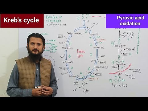 Kreb's cycle | pyruvic acid oxidation | Citric acid cycle | Tricarboxylic acid cycle