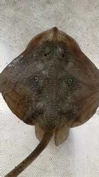 Τραχύβατος (Raja radula) πιασμένος στα δίχτυα