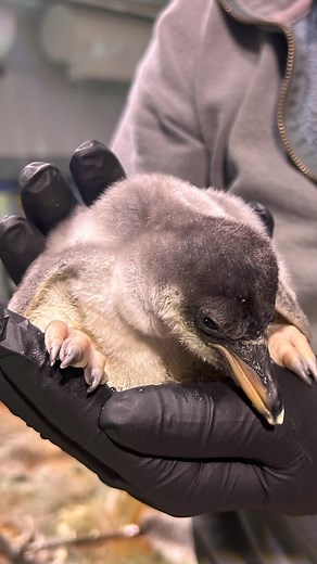 6.7K views · 147 reactions | A baby penguin has arrived at the Albuquerque BioPark! Take a look at the cuddly new addition #animals #zoo | KOAT | Facebook