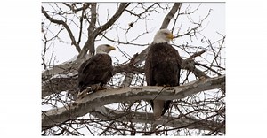 Bald Eagle Camera at U. S. Steel Irvin Plant Goes Live