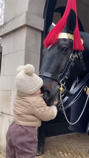 human with horse British #equestrianjourney #horse