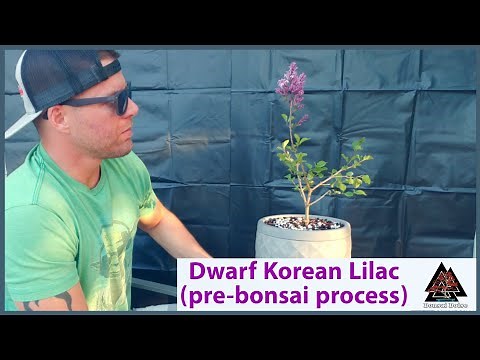Dwarf Korean Lilac (Pre-bonsai process)