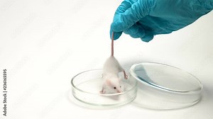 A scientist in disposable gloves puts a laboratory mouse in a Petri dish for research. Concept - drug testing, vaccine development, animal experiments