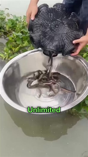 Gadget For Fish 😨 | Wee Zee