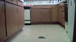 1.5K reactions · 2.6K shares | best dog tricks ever seen | Best Vines | Facebook