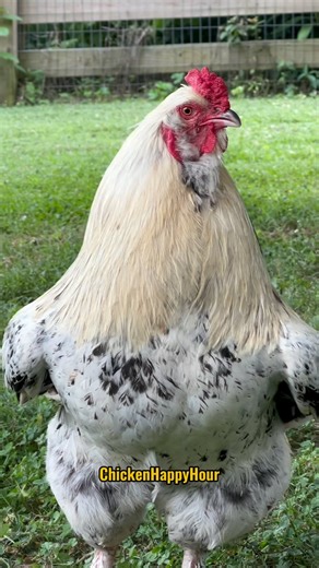 Julie!!! Where are you? Frankie here requests your presence immediately! Audio: @borariechorar #julie #juli #jules #chickens #rooster #chickensofinstagram #funny #laugh #comedy #memesdaily #chickenhappyhour | Chicken Happy Hour