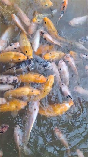 Feeding My Pond Fish | Carp, Catfish, Patin, Tilapia & Gourami #feeding #fishing #fish