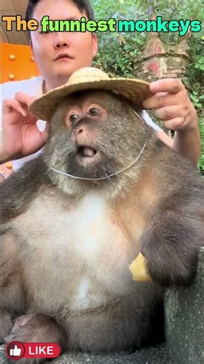 These Monkeys Are Absolutely HILARIOUS 😂 Funniest Monkey Videos Ever!