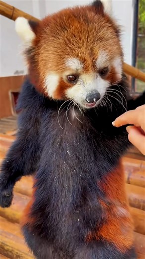 Red panda doing adorable things. 🐾🦊 #panda #cute #funny #fluffy | Ultimate Red Panda