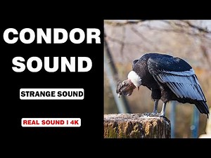Real Condor Bird Sounds | High Quality | Strange Condor Bird Sound Experience! | 4K